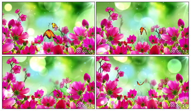 红色艳丽花朵蝴蝶无缝循环高清视频素材