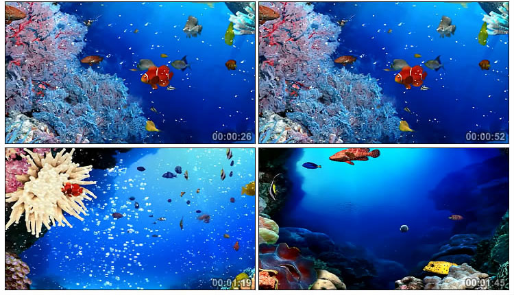 海底世界五颜六色鱼视频素材
