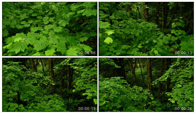 绿色叶子原始森林实拍视频素材