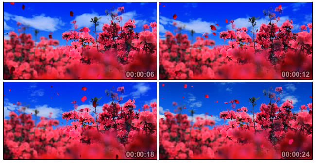 红花浪漫红色花瓣飘落Led视频素材