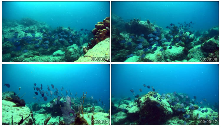 斑斓海底鱼群游动视频素材
