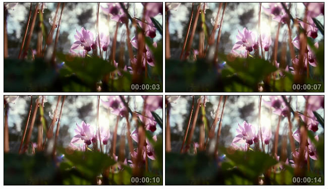 实拍花朵花开视频素材