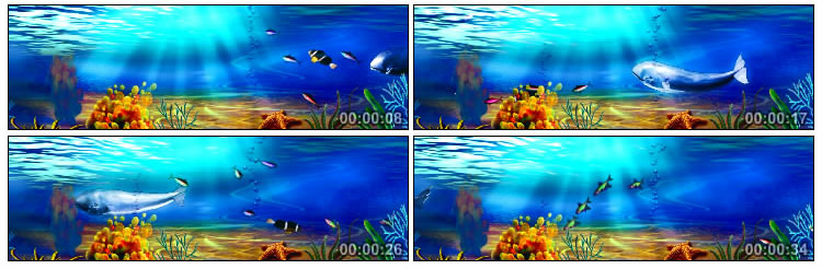 长屏海底珊瑚鱼背景视频素材