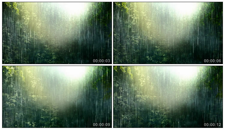 雨中的森林视频素材