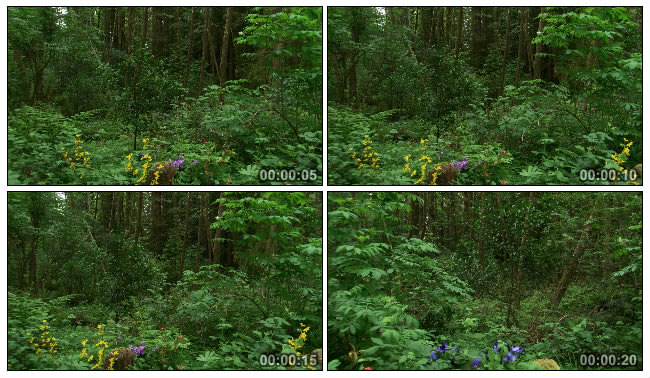 森林实拍视频素材