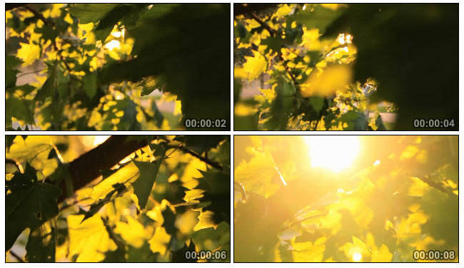 阳光透过枫叶实拍视频素材