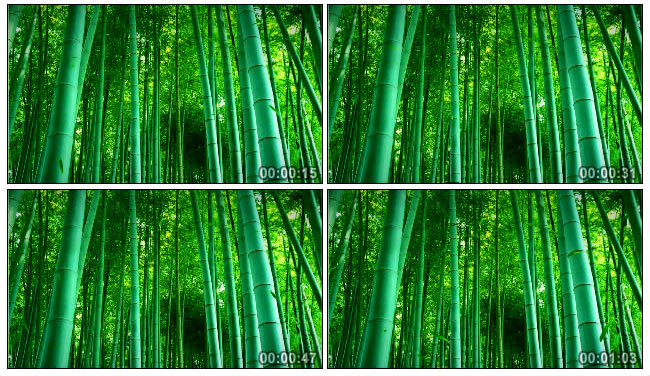 绿竹Led视频素材