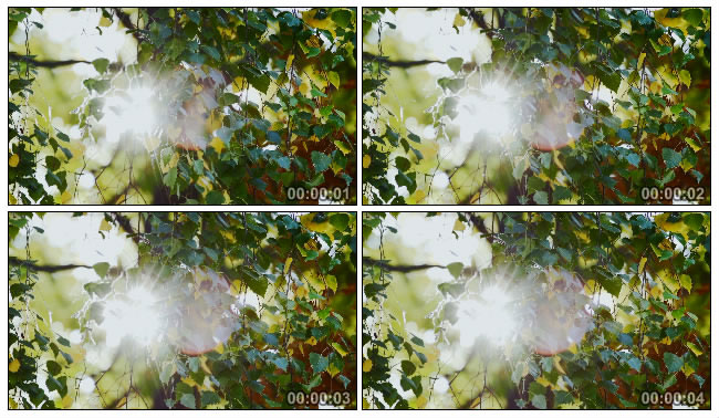 阳光穿透树叶的实拍视频素材