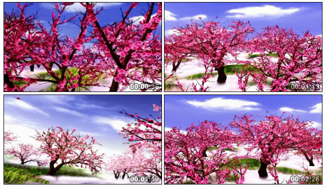 桃花林满园桃花似仙境视频素材