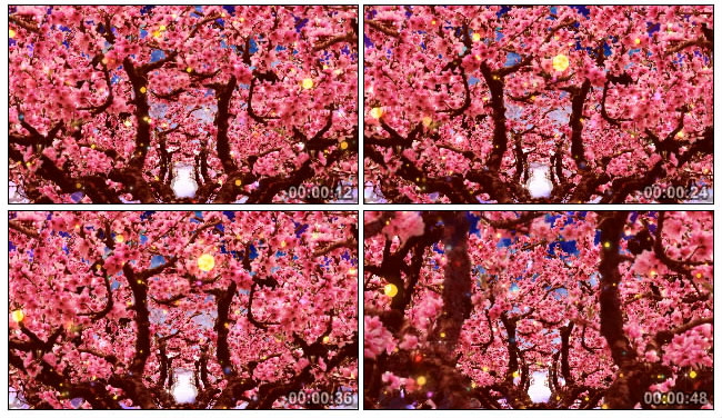 桃树桃花林桃园开满花的视频素材