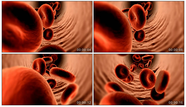 血液在血管流动的高清显微视频素材
