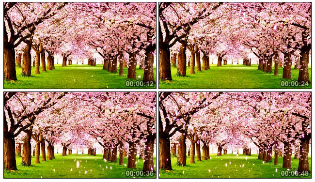 桃花林满树桃花视频素材